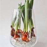 Как вырастить дома в вазе тюльпаны