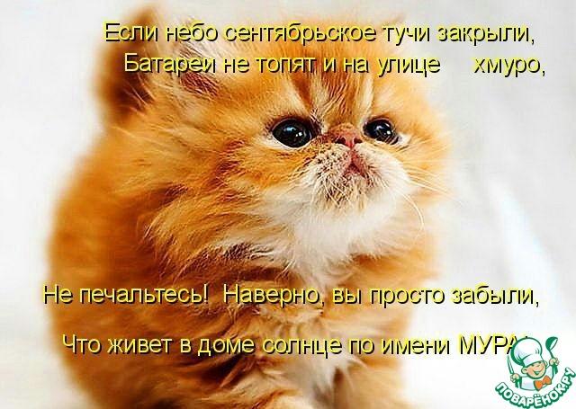 Кошачий и собачий юмор!!! Для хорошего настроения!