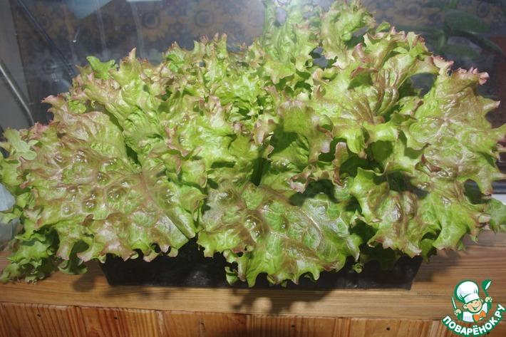 Как вырастить листовой салат Ред Коралл дома на подоконнике.