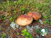 Белые грибы с помидорами и луком ингредиенты