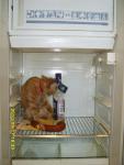 Не кисни - в холодильнике зависни!